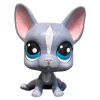 Littlest Pet Shop Ranskan bulldog #62 - Second Hand