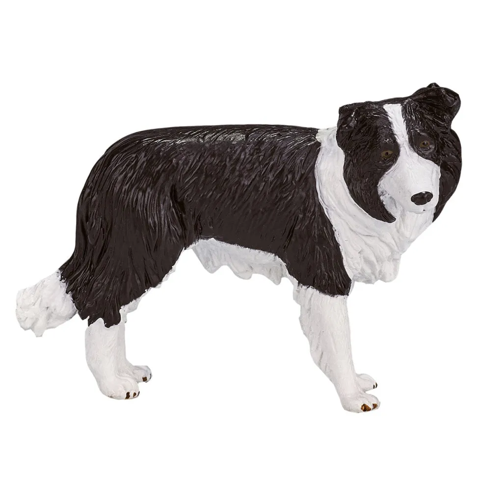 Mojo Border Collie