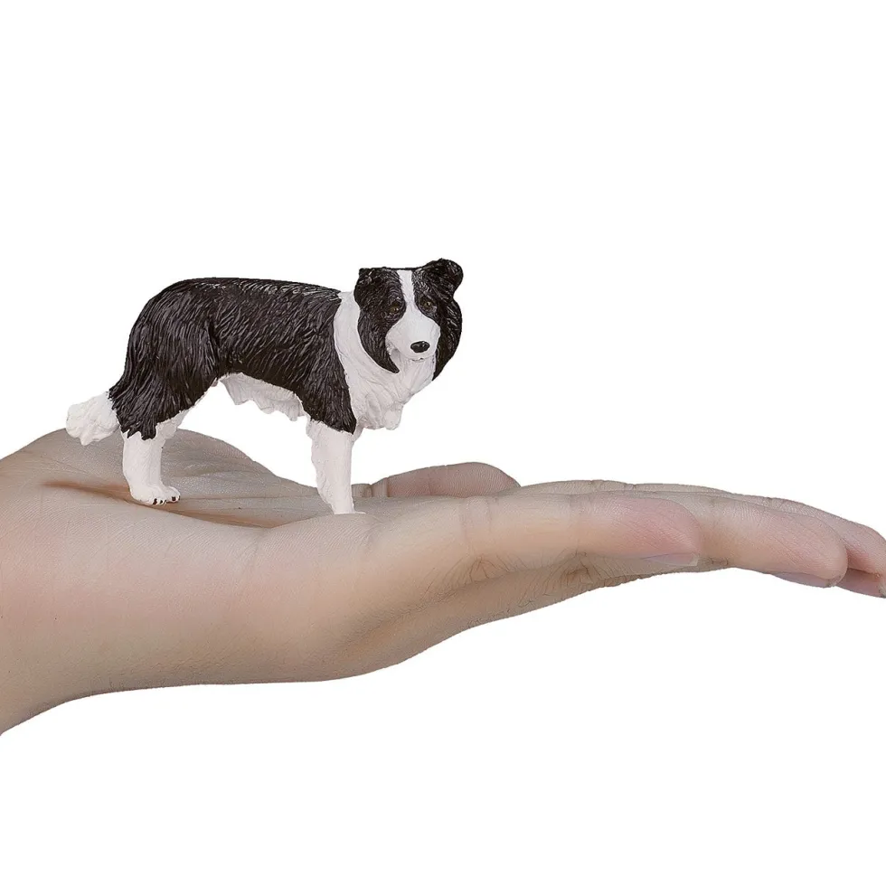 Mojo Border Collie