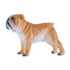 Mojo Englannin Bulldog koira
