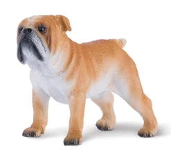 Mojo Englannin Bulldog koira
