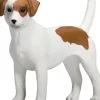 Mojo Jack Russell terrieri koira